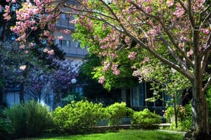 Pink flowering tree in the garden at Piedmont Gardens