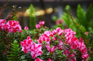 Pink flowers in the garden at Piedmont Gardens