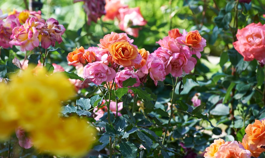 Close-up of pink, orange and yellow roses in the garden at Rosewood
