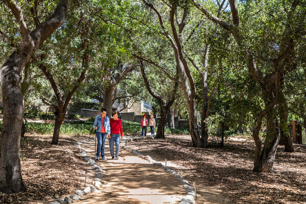 Two pairs of senior women walking on a trail under the oak trees on the campus of Royal Oaks