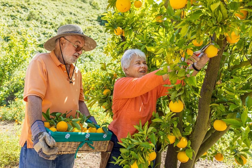 Senior man and woman picking fruit in the Valle Verde orchard