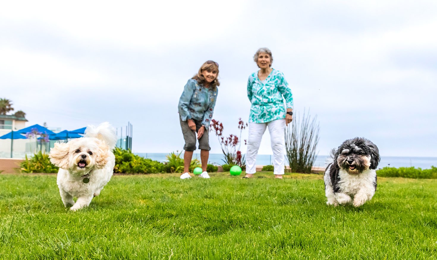 Two senior women playing fetch with two small dogs