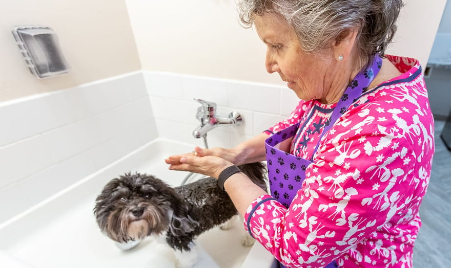 Senior woman giving her dog a bath