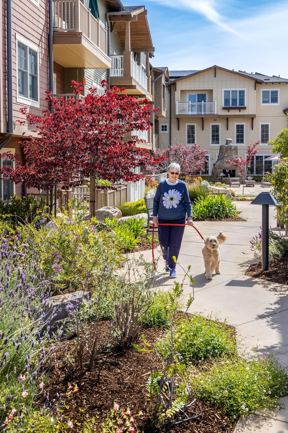 senior walking her dog